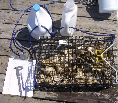 Oyster Spat Production Permitting The Nature Conservancy acquired the permits required for the Oyster Conservationist Program from New Hampshire Department of Fish and Game (Permit # MFD 1836) and