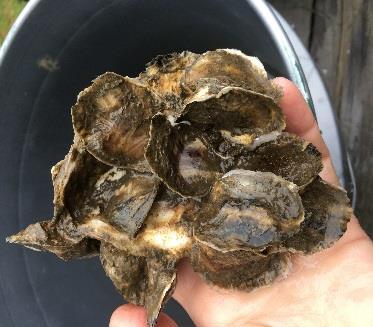 Avreage Shell Length (mm) ± SE Initial Spat Oyster spat were counted during the July spat counting week before delivery to the OC volunteers for an initial count.