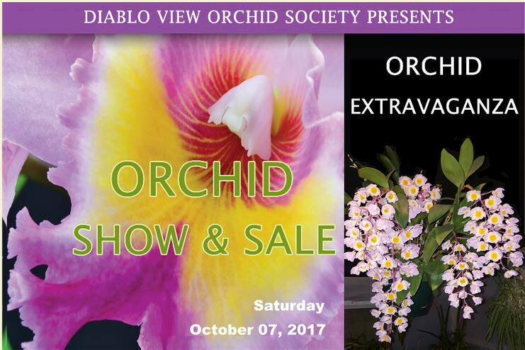 Our Orchid Show is fast