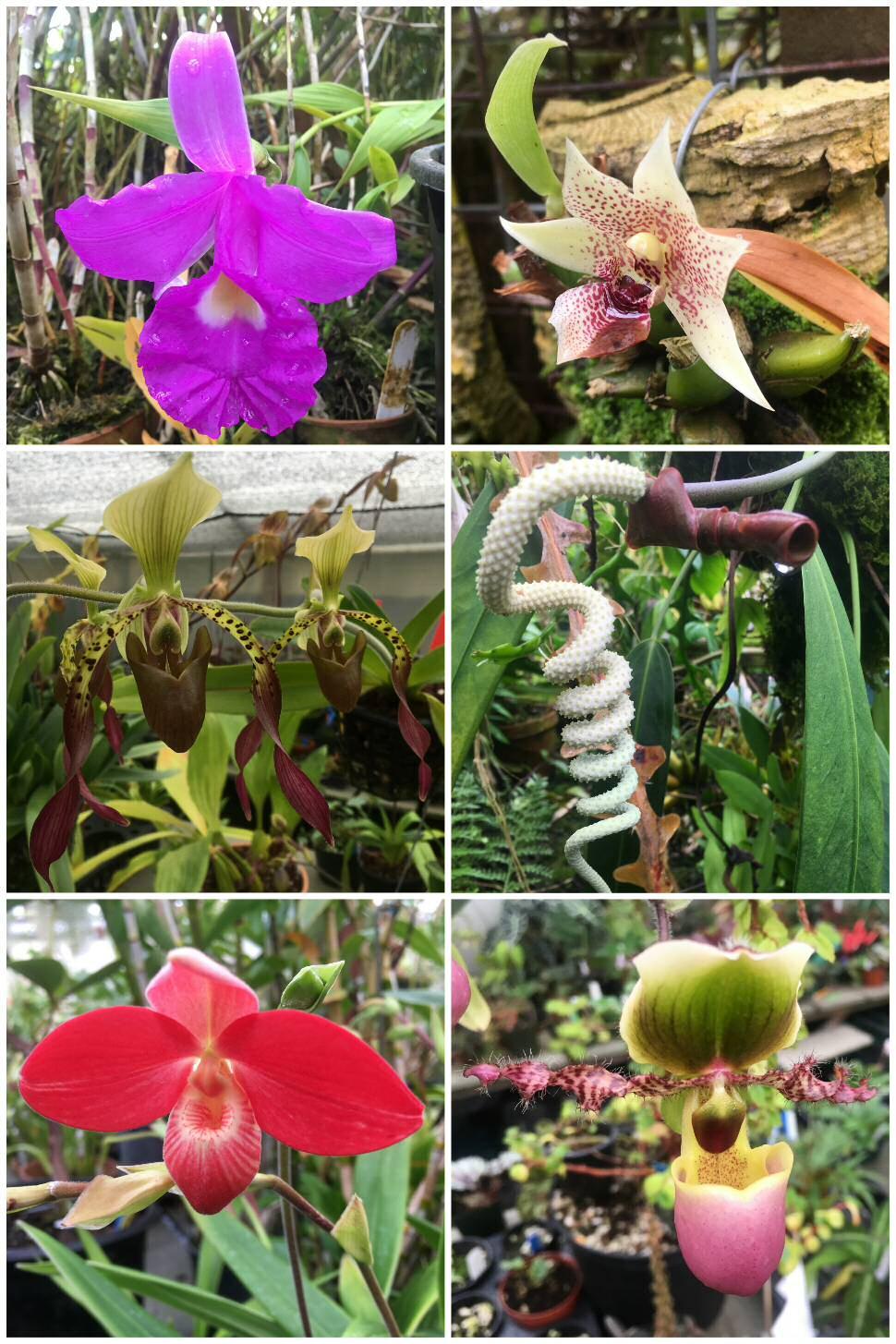 Our field trip to Pacifica to see orchid greenhouses was fun!