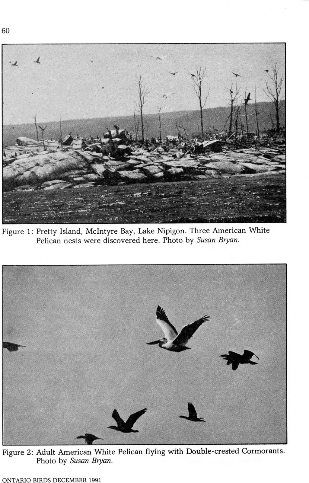 60 Figure 1: Pretty Island, McIntyre Bay, Lake Nipigon. Three American White Pelican nests were discovered here.