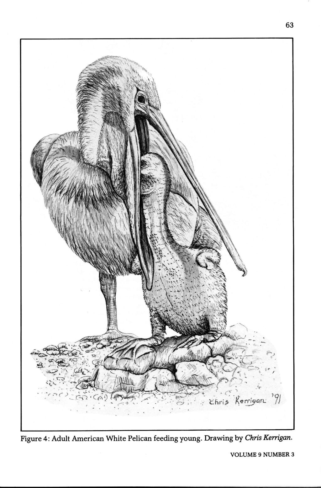 63 Figure 4: Adult American White Pelican feeding