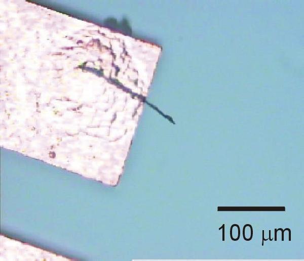 Magnetic Force Microscopy Tuning Fork : Co tip attached L = 2.