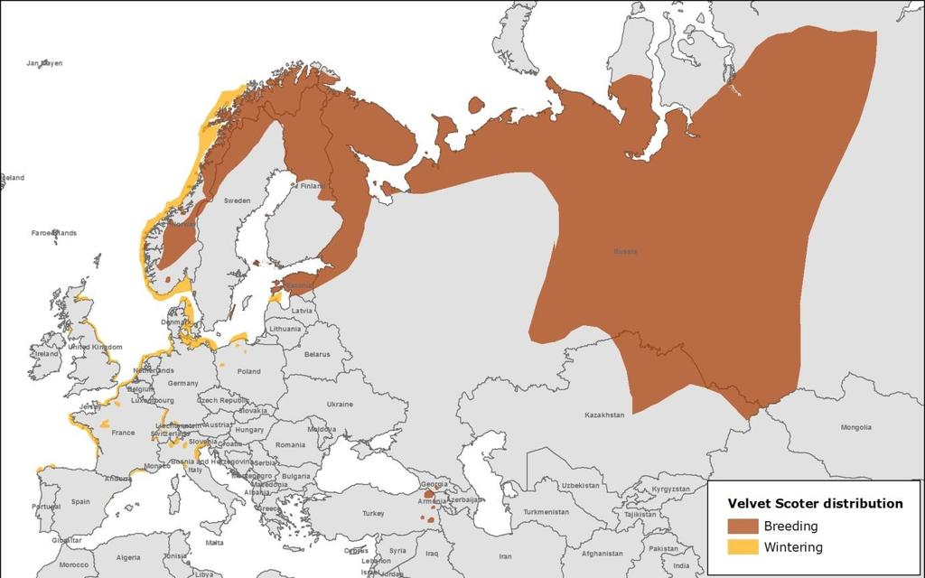Geographic scope of the report There are two recognised distinct biogeographic populations of the Velvet Scoter: 1) Western Siberia & Northern Europe/NW Europe and 2) Black Sea & Caspian (Wetlands