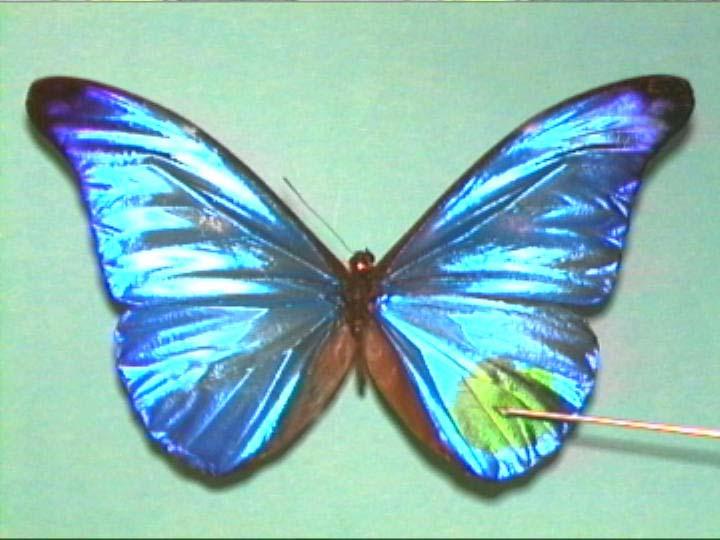 Butterfly Color