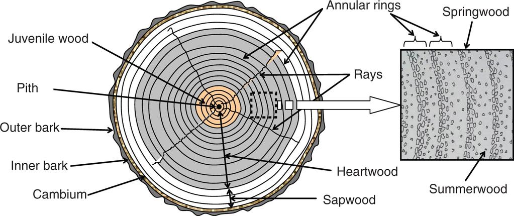 2 Structural Timber Design to Eurocode 5 Fig. 1.1. Cross-section of tree trunk.