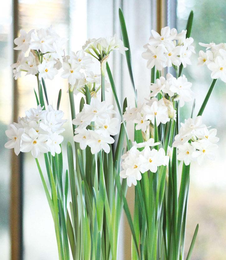 0108 spring Watch them explode in Spring 0113 garden blooms 0108 Paperwhite Narcissus - 3 Bulbs Paperwhites - 3 Bulbo Bring the outdoors in with these fragrant,