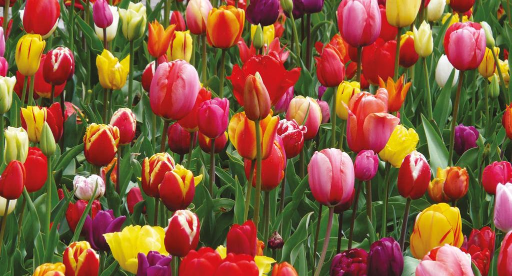 Just plant the bulbs in nearly any container, add water, and in only 4-7 weeks you will have a delightfully scented indoor blooming garden.