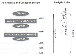 Figure 2b. Schematic diagrams showing smolt release and detection arrays, with corresponding study area spatial scales, for tagged smolt releases in the mainstem Columbia River in 2014.