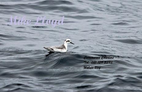 A pelagic birding excursion aboard our powered catamaran Silvermoon to the continental shelf, between 20 and 25 nautical miles west of Walvis Bay, often rewards the visitor with an incredible density