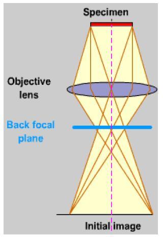 Objective lens: to form an inverted initial image that can subsequently be magnified, and to form a diffraction pattern in the back focal plane.