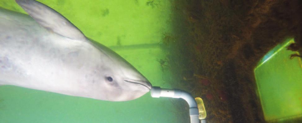 Porpoises. This project is lead by Ron Kastelein, Ph.D., director and owner of SEAMARCO (Sea Mammal Research Company, Inc.) in The Netherlands.