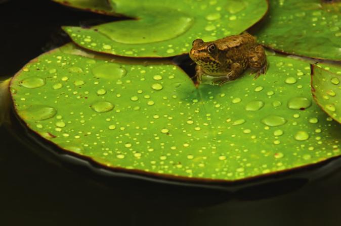 The Light 197 Just after it rained the lily pad is covered with water drops along with a lone frog.