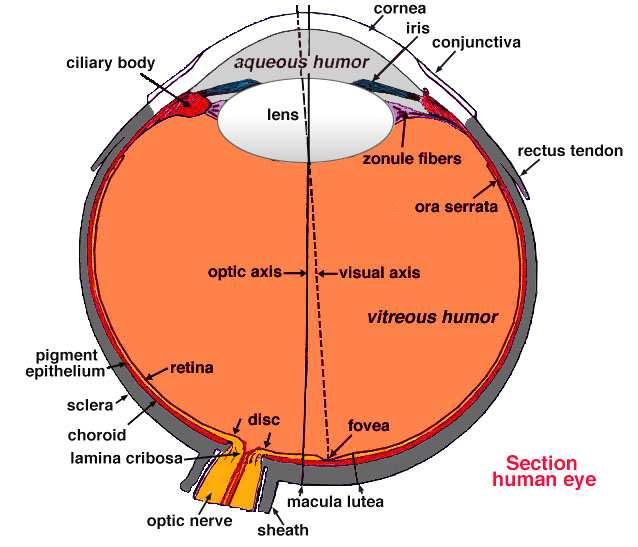 Fig. 1. The structure of the human eye. 3.2 Features of the iris Among the pigment related features belong the crypts and the pigment spots and naturally the color of the iris.