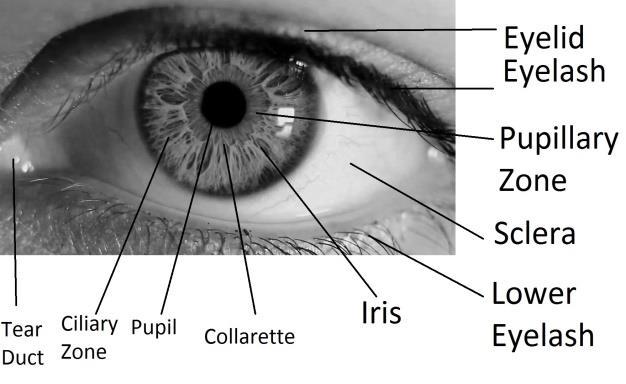 2017 IJSRST Volume 3 Issue 6 Print ISSN: 2395-6011 Online ISSN: 2395-602X Themed Section: Science and Technology Critical Literature Survey on Iris Biometric Recognition Shailesh Arrawatia 1,