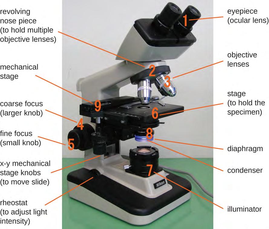 Brightfield Microscopes The brightfield microscope, perhaps the most commonly used type of microscope, is a compound microscope with two or more lenses that produce a dark image on a bright