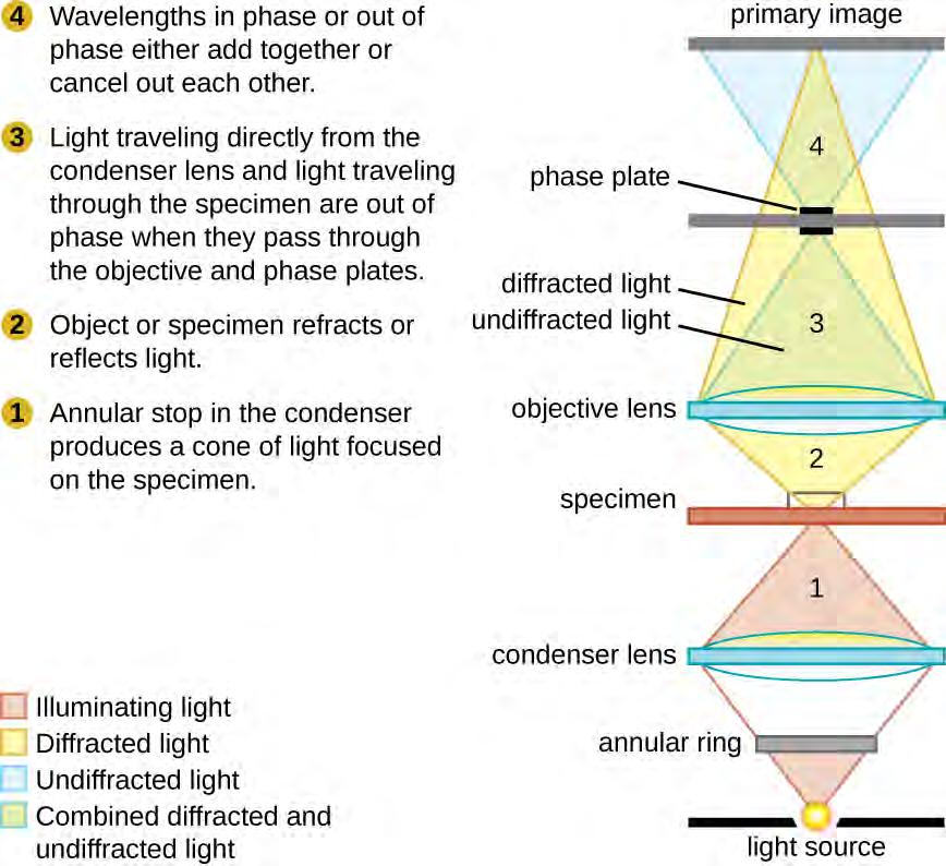 Figure 2.16 This diagram of a phase-contrast microscope illustrates phase differences between light passing through the object and background.