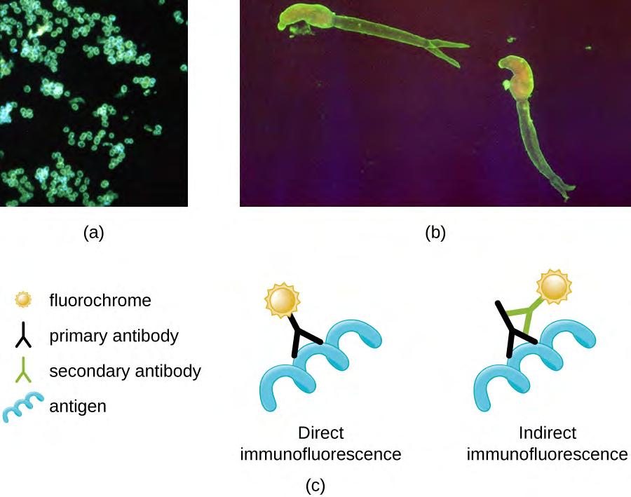 two approaches to this technique: direct immunofluorescence assay (DFA) and indirect immunofluorescence assay (IFA). In DFA, specific antibodies (e.g.