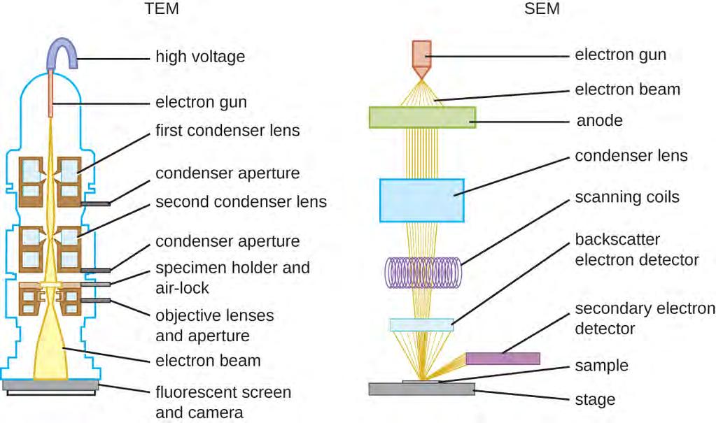 Figure 2.23 These schematic illustrations compare the components of transmission electron microscopes and scanning electron microscopes. Figure 2.