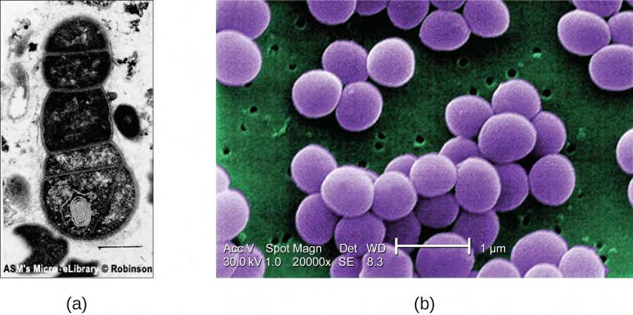 (b) This color-enhanced SEM image of the bacterium Staphylococcus aureus illustrates the ability of scanning electron microscopy to render three-dimensional images of the surface structure of cells.