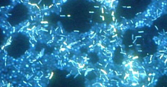 Figure 2.26 In this image, multiple species of bacteria grow in a biofilm on stainless steel (stained with DAPI for epifluorescence miscroscopy).
