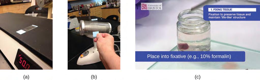 Figure 2.31 (a) A specimen can be heat-fixed by using a slide warmer like this one. (b) Another method for heatfixing a specimen is to hold a slide with a smear over a microincinerator.