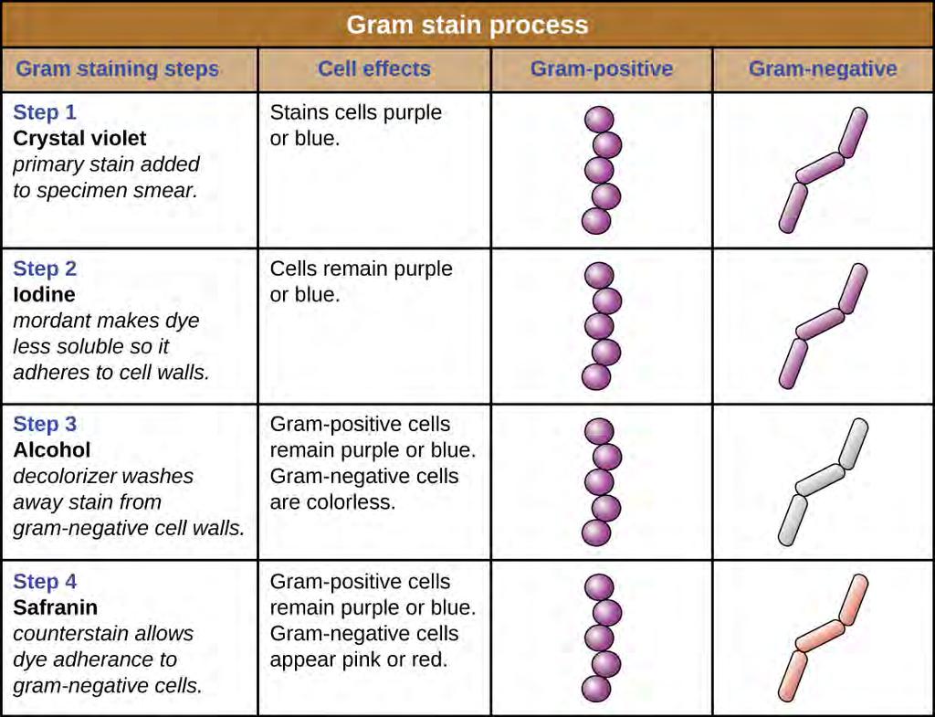 Figure 2.33 Gram-staining is a differential staining technique that uses a primary stain and a secondary counterstain to distinguish between gram-positive and gram-negative bacteria.
