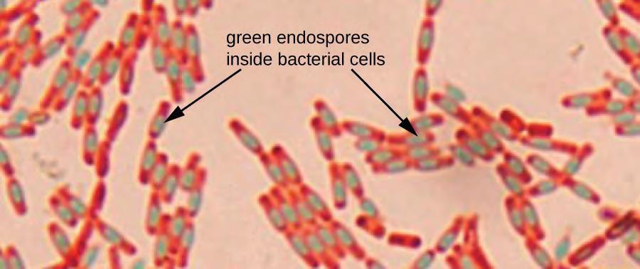 How does negative staining help us visualize capsules? Endospore Staining Endospores are structures produced within certain bacterial cells that allow them to survive harsh conditions.