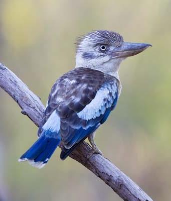 ITINERARY Best of Top End 7-day birding tour 2019 Day 1: 1 Sep 19. Darwin to Kakadu NP. Our guide will pick you up after an early breakfast.