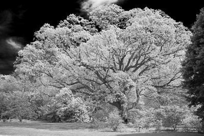 The top right BW image was created in camera raw (or Lightroom) by using the B&W conversion and adjusting the color