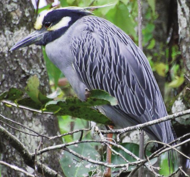 When disturbed from a perch, green herons fly with a deep wingbeat, releasing a loud squawk as it flies off.