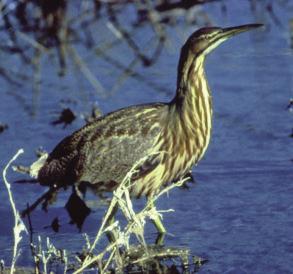 These gray-bodied birds will hunt during the day or night seeking out their favorite meal of crayfish.