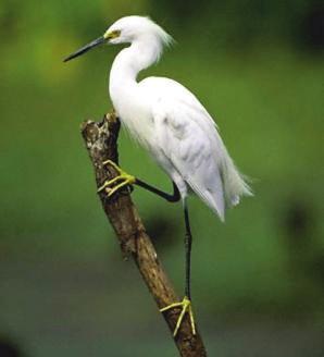 While uncommon, all of the following birds can be found on occassion in Pennsylvania s most southeastern marshes and wetlands and our surrounding states of Maryland, Delaware and southern New Jersey,