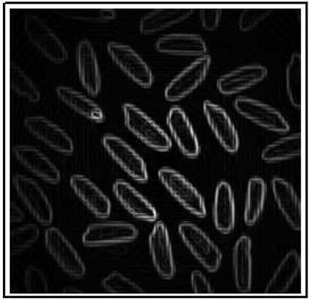 A portion of rice Edge detection Seeds do not have a homogeneous grey level in the image However, they are (almost) always brighter