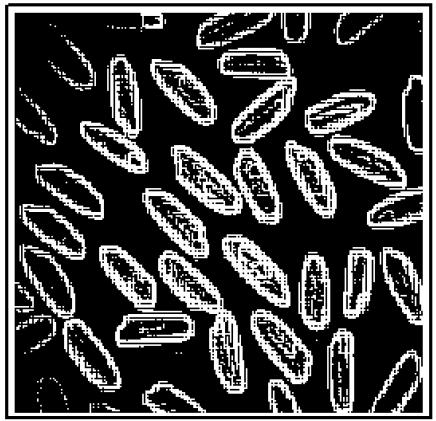 A portion of rice Edge detection Seeds do not have a homogeneous grey level in the image However, they are (almost) always brighter than their