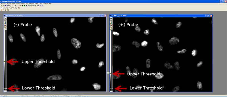 Adjust the upper threshold for each image by dragging the upper sliders so that the nuclei are visually comparable between the two images and are not too bright or too dim.