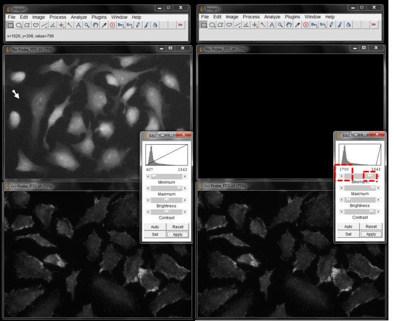 12 QuantiGene ViewRNA mirna Cell Assay Supplemental Reference Guide To adjust the threshold intensities using Image J analysis software: Step Action 5 Leaving the DAPI images open, adjust the lower