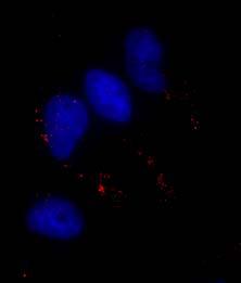 16 QuantiGene ViewRNA mirna ISH Cell Assay