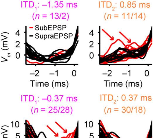 Supplementary Figure 2 Individual traces preceding supraepsps and subepsps for ITDs with the same supraepsp