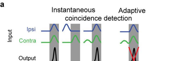 Supplementary Figure 5 Coincidence detection in mammalian sound localization is adaptive rather than instantaneous. (a) Left, scheme of instantaneous coincidence detection.