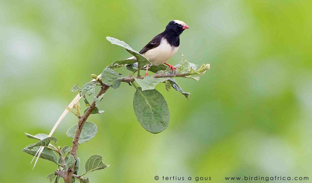 Abyssinian White-eye, Bare-eyed Thrush, Yellow-spotted Petronia, Black-necked Weaver, Blackfaced Waxbill, Steel-blue Whydah, African Grey Flycatcher, Red-fronted Warbler, Grey Wren- Warbler,