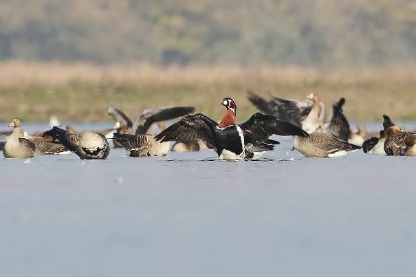 RED-BREASTED GOOSE SPECIAL, HUNGARY 2017 with SAKERTOURS 30 October 3 November 2017 Red-breasted Goose with Greater White-fronts (Simay Gábor) Leader: Simay Gábor On our third Red-breasted Goose
