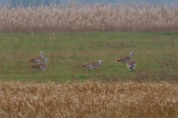 Five of the 19 Great Bustards (Simay Gábor) Great Bustard Otis tarda: We had good views of 19 birds, though we had to spend some time with the search.