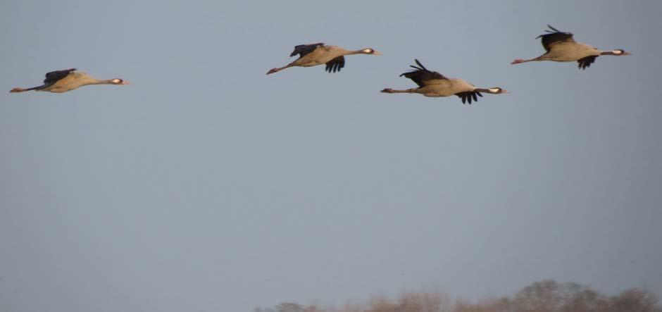 Limosa Holidays Trip Report Norfolk Broads Cranes, Geese & Raptors Tue 4 th Fri 7 th December 2012 (Above:) Common Cranes over Hickling.