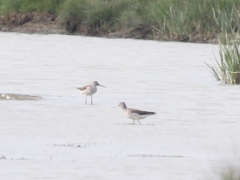 note there, whilst a Common Sandpiper was seen at Seabrook.