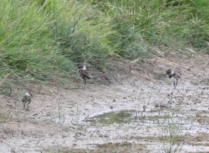 The second Quail of the month was heard calling at Beachborough Lakes on the 21 st, whilst a flock of 8 Little Egrets flew over Donkey Street on the 23 rd with a couple of singles noted there and at