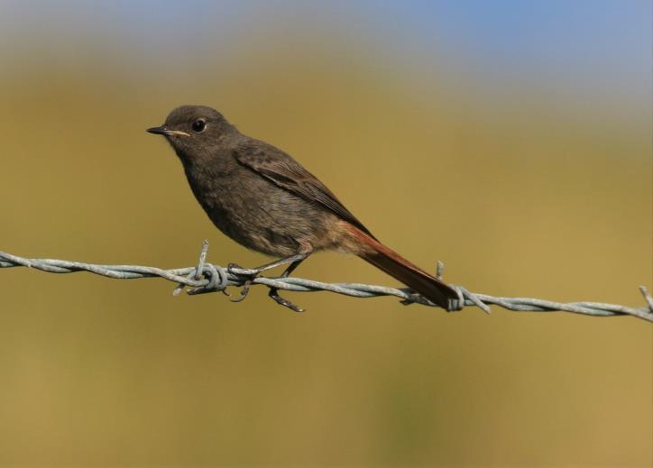 28 th. A Black Redstart at Hythe on the 20 th was also of note.