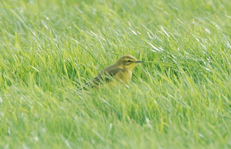 Wagtails and 19 Meadow Pipits flew west at Hythe.