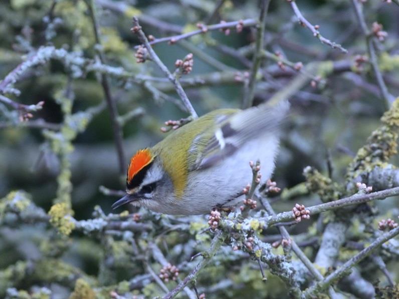 A further two Hawfinches were seen in a local garden, this time in Folkestone, a Pochard, a Chiffchaff, 2 Avocets, 2 Gadwall, 4 Shoveler, 4 Shelduck and 5 Tufted Ducks were at Nickolls Quarry, a