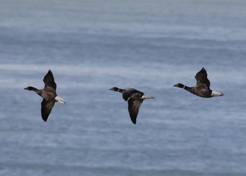 Hen Harrier at Botolph s Bridge (Brian Harper) Brent Geese at Samphire Hoe (Ian Roberts) South to south-easterly winds on the 30 th produced a good movement at sea, with an Arctic Skua, 2